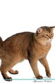Somali Cat Affirmations Workbook Somali Cat Presents - Positive and Loving Affirmations Workbook. Includes: Mentoring...