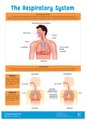 Lingua Franca Publishers The Respiratory System Chart: 