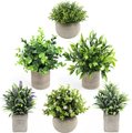 Chenshia Mini Potted Artificial Decorative Table Plants for Home - 6 Piece: 