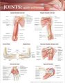 Joints of the Upper Extremities Anatomical Chart (Wallchart): Anatomical Chart Company