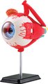 Greenbean School Years - Eyeball Anatomy Model (31 Pieces): 