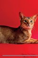 Abyssinian Cat Affirmations Workbook Abyssinian Cat Presents - Positive and Loving Affirmations Workbook. Includes: Mentoring...