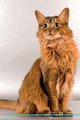 Somali Cat Affirmations Workbook Somali Cat Presents - Positive and Loving Affirmations Workbook. Includes: Mentoring...