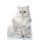 Persian Cat Affirmations Workbook Persian Cat Presents - Positive and Loving Affirmations Workbook. Includes: Mentoring...