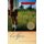 Eve Green (Paperback): Susan Fletcher