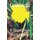 Daffodil - A Photo Essay (Paperback): Stephen M Kraemer