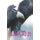 Isaiah 40 - 31: Wings As Eagles (Paperback): Isaac Lighthouse
