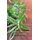 Natural Animal Healing - An Earth Lodge Pocket Guide to Holistic Pet Wellness (Paperback): Maya Cointreau