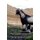 The Meanderings of a Serial Goatkeeper (Paperback): Vivienne Bennett