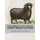 The Merino and Anglo-Merino Breeds of Sheep (Paperback): Jackson Chambers