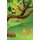 E'ti Kukunai'n E'ti WeKarya'n - The Rooster and the Fox - Tigrinya Children's Book (Tigrinya,...