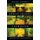 Christ-Shaped Character - Choosing Love, Faith and Hope (Paperback): Helen Cepero