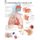 Understanding the Common Cold Laminated Poster (Poster): Scientific Publishing