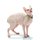 Don Sphynx Affirmations Workbook Don Sphynx Presents - Positive and Loving Affirmations Workbook. Includes: Mentoring...