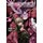 Danganronpa: The Animation Volume 2 (Paperback): Spike Chunsoft