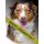 Dogs!! - ...of Kansas City (Paperback): Videoplus Photography