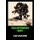 California Boy (Paperback): Leo Craton
