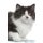 British Longhair Cat Affirmations Workbook British Longhair Cat Presents - Positive and Loving Affirmations Workbook. Includes:...