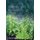 Weedy and Invasive Plant Genomics (Hardcover): Stewart