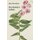 Mrs Rickaby's Lullaby (Paperback): Julie Thorndyke