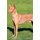 Pharaoh Hound Affirmations Workbook Pharaoh Hound Presents - Positive and Loving Affirmations Workbook. Includes: Mentoring...