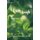 A Green Bough - Poems For Renewal (Paperback): Nancy Corson Carter