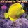 If I Lived In The Sea (Paperback): Beth Pait, Corissa Smith, Angelia Smith