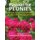 Passion for Peonies - Celebrating the Culture and Conservation of Nichols Arboretum's Beloved Flower (Paperback): David...