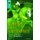 Oxford Reading Tree TreeTops Greatest Stories: Oxford Level 16: Gawain and the Green Knight (Paperback): Philip Reeve, Pearl...