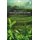 The World of Organic Agriculture - Statistics and Emerging Trends 2008 (Hardcover, New): Minou Yussefi-Menzler