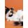 Norwegian Forest Cat Affirmations Workbook Norwegian Forest Cat Presents - Positive and Loving Affirmations Workbook. Includes:...