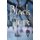 Black Tiger (Paperback): Jennifer Kewley-Draskau