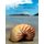 The Empty Seashell - Witchcraft and Doubt on an Indonesian Island (Hardcover): Nils Bubandt