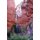 Ribbon Falls (Paperback): Brad Anderson