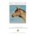 Billy's Narrow Escape (Paperback): Roger Shinnick
