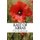 East of Arras - The story of Private Charles Norman Gardiner (Paperback): Tim Gardiner