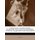 Christanus Campoliliensis - Christans Von Lilienfeld Hymnen, Officien, Sequenzen Und Reimgebete (Latin, Paperback): Chris Tan