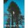 Redwood Classic (Paperback): Ralph W. Andrews