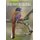 A Photographic Field Guide to the Birds of India, Pakistan, Nepal, Bhutan, Sri Lanka, and Bangladesh (Paperback): Bikram...