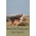 Food For The Jackals (Paperback): Robert Clayton Buick