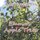 Emma's Apple Trees (Paperback): Kaarina Brooks
