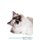 Ragdoll Cat Affirmations Workbook Ragdoll Cat Presents - Positive and Loving Affirmations Workbook. Includes: Mentoring...