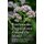 Biodynamic Preparations Around the World - Insightful Case Studies from Six Continents (Paperback): Ueli Hurter