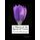 A History of the Species of Crocus - or The Origin of Crocus Flowers (Paperback): Roger Chambers