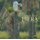 Esteros del Ibera - The Great Wetlands of Argentina (Hardcover): Juan Ramon Diaz Colodrero