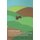 Cereal Grasses - Including Information on the Growing of Corn, Wheat, Barley and Oats (Paperback): Various