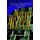 The Night Watch - Bonfires and Masquerades the Hidden Histories of Art Maximus Volume 1 (Paperback): Benjamin Michael Scarlato