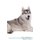 Siberian Husky Affirmations Workbook Siberian Husky Presents - Positive and Loving Affirmations Workbook. Includes: Mentoring...