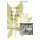Under the Kapok Tree (Paperback): Alma Gottlieb
