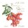 Plants of the Qur’an - History & culture (Hardcover): Shahina A. Ghazanfar